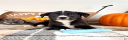 Border Collie dogs for sale: Harvest - Ad 2