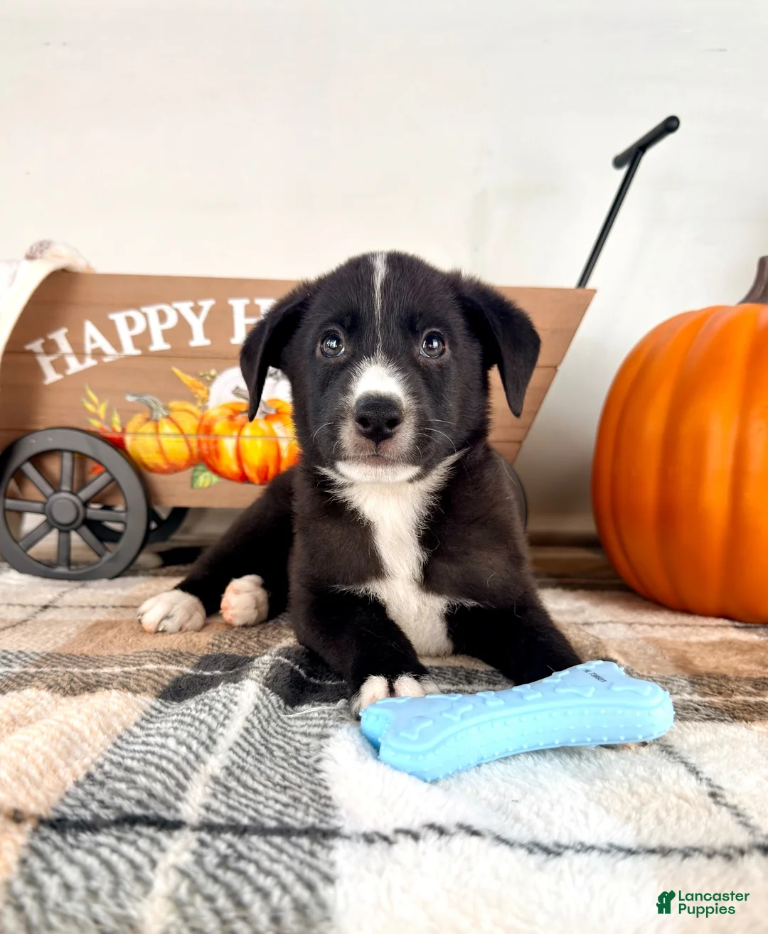 Border Collie dogs for sale: Harvest - Ad 2
