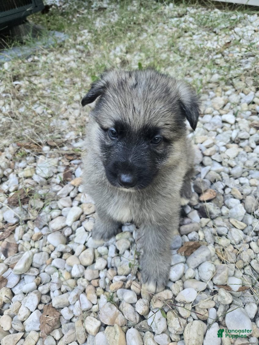 German Shepherd dogs for sale: Dot - Ad 2