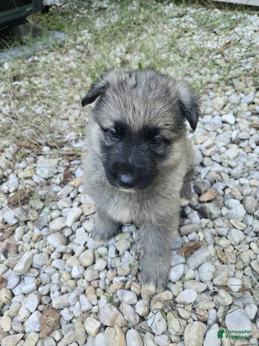 German Shepherd dogs for sale: Dot - Ad 2