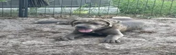 Cane Corso dogs for sale: Cane Corso 2 Caleese - Ad 4