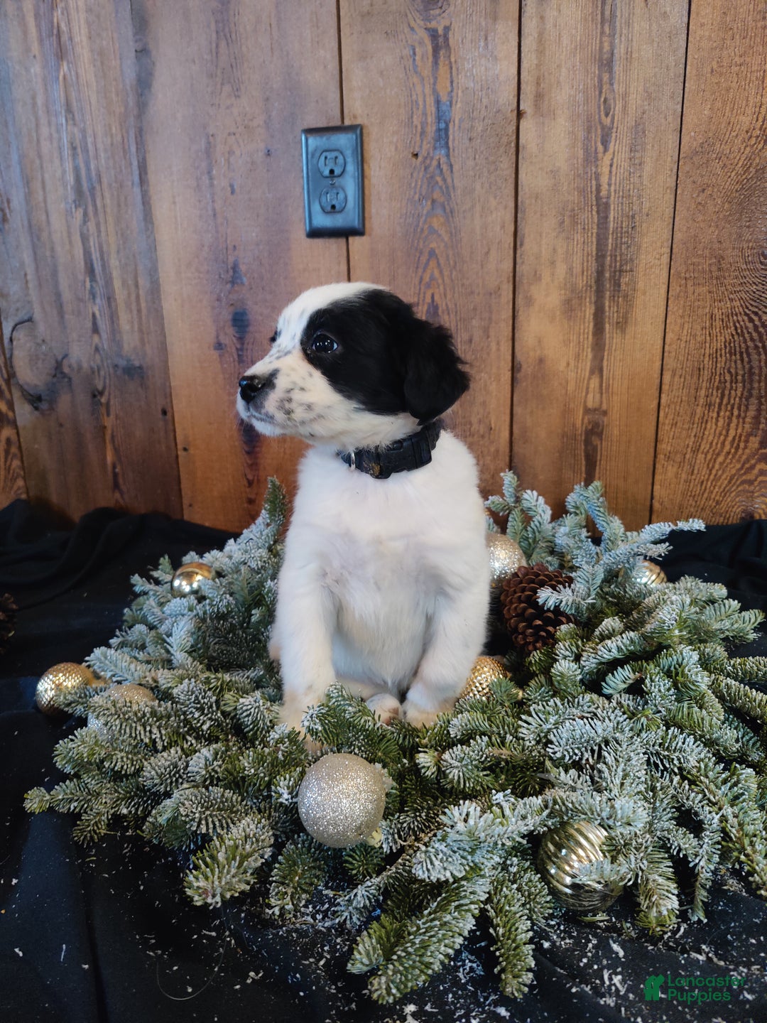 Mixed Breed dogs for sale: Florence  - Ad 4