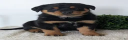 Mixed Breed dogs for sale: Tank - Ad 16