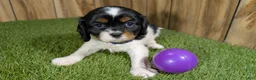 Cavalier King Charles Spaniel dogs for sale: Bessie Girl 2 - Ad 2