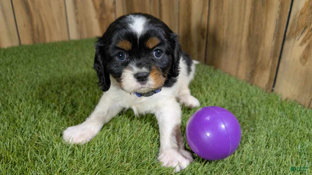 Cavalier King Charles Spaniel dogs for sale: Bessie Girl 2 - Ad 2