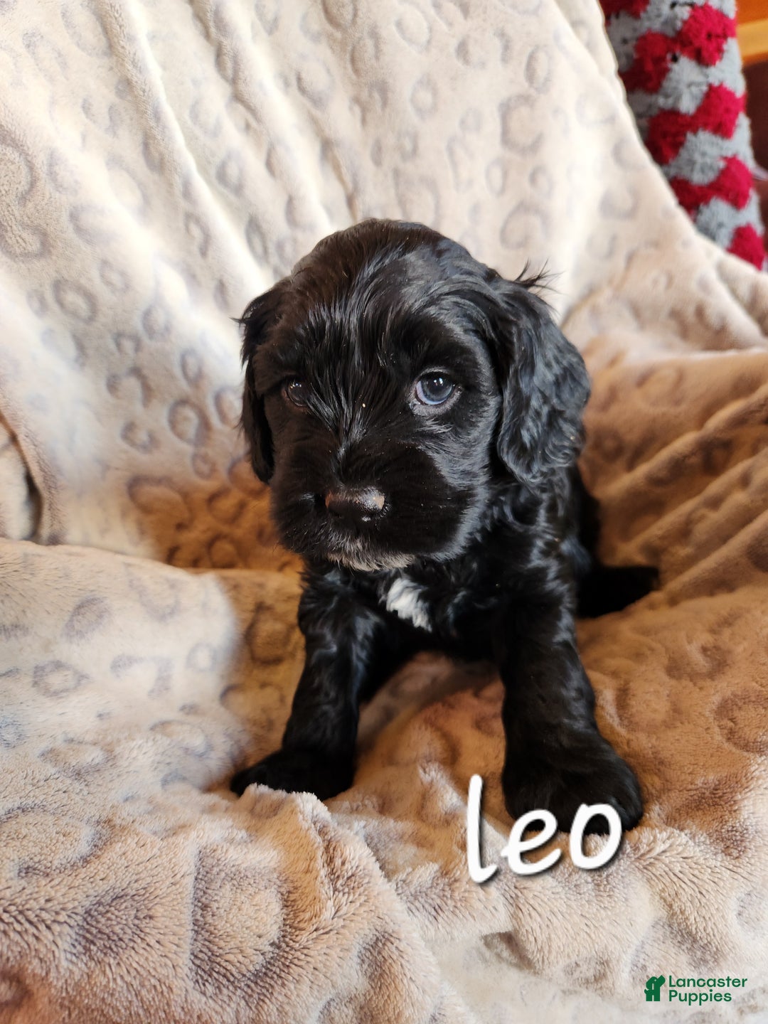 Mixed Breed dogs for sale: Leo - Ad 3
