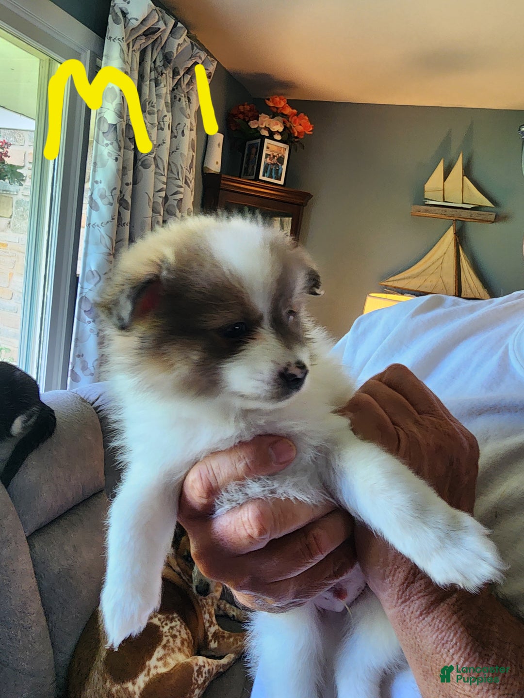 Pomeranian dogs for sale: Seeya - Ad 2