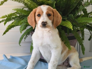 Goldador dogs - Ad 1