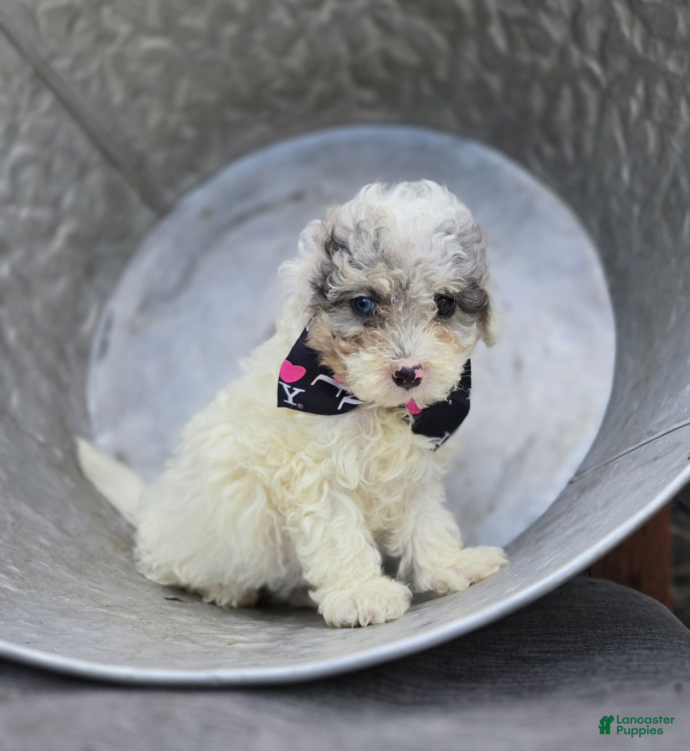Miniature Poodle dogs Debra - Ad 2