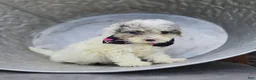 Miniature Poodle dogs for sale: Debra - Ad 2