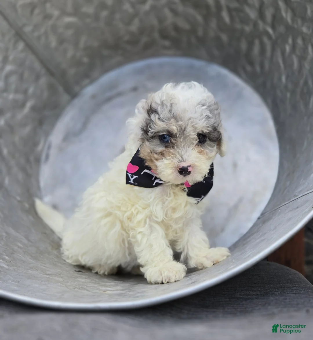 Miniature Poodle dogs for sale: Debra - Ad 2