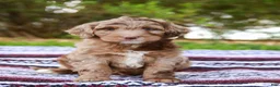 Aussiedoodle dogs for sale: Ryder Standard - Ad 5