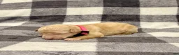 Standard Poodle dogs for sale: Pink Collar  - Ad 5