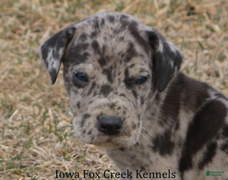 Great Dane dogs Samson - Ad 16