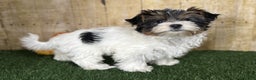 Mixed Breed dogs for sale: Dottie - Ad 5