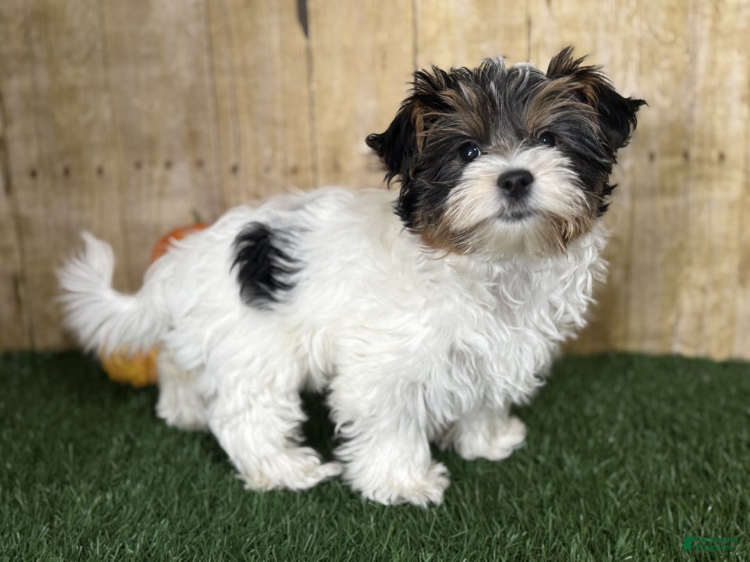 Mixed Breed dogs for sale: Dottie - Ad 5