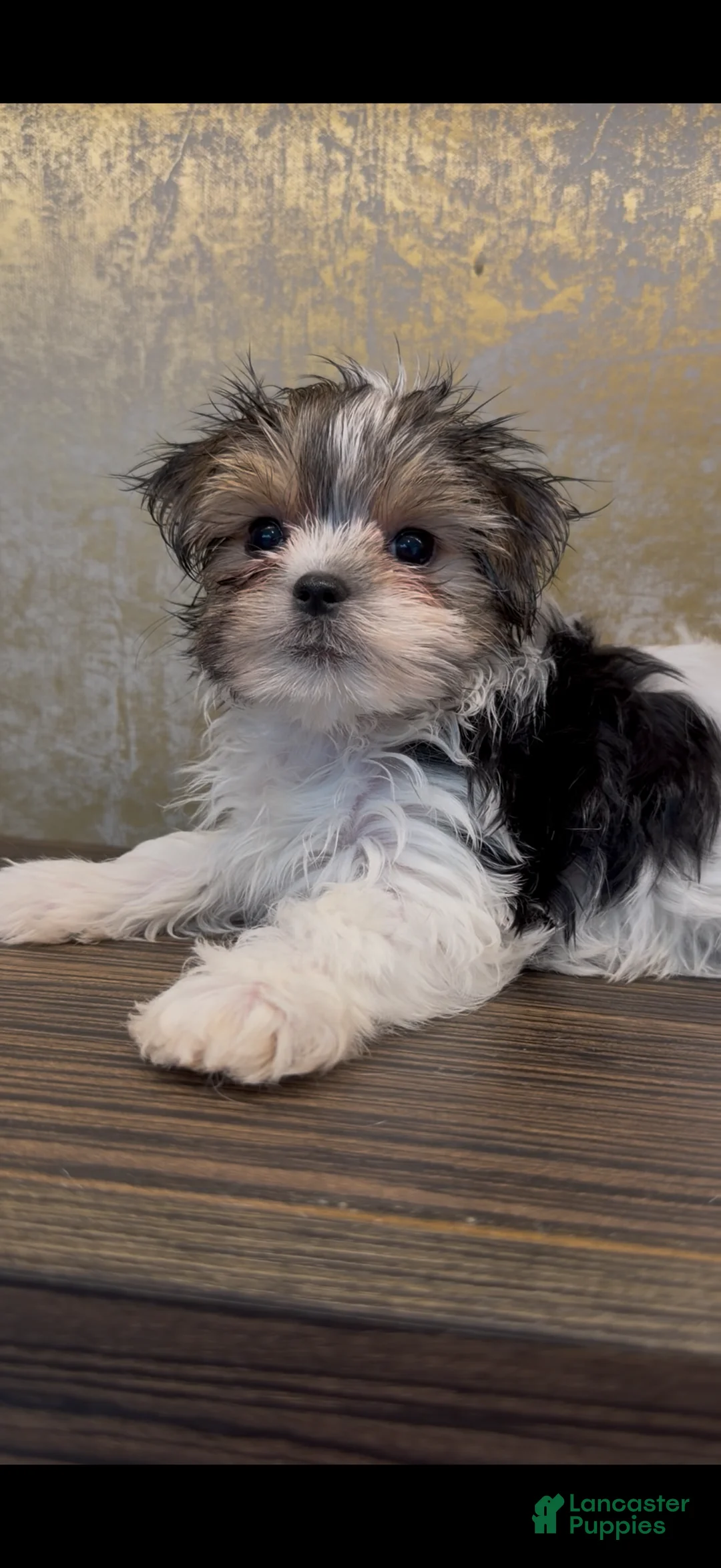 Morkie dogs for sale: Mina - Ad 10