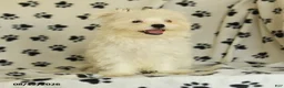 Maltese dogs for sale: Rover  - Ad 4