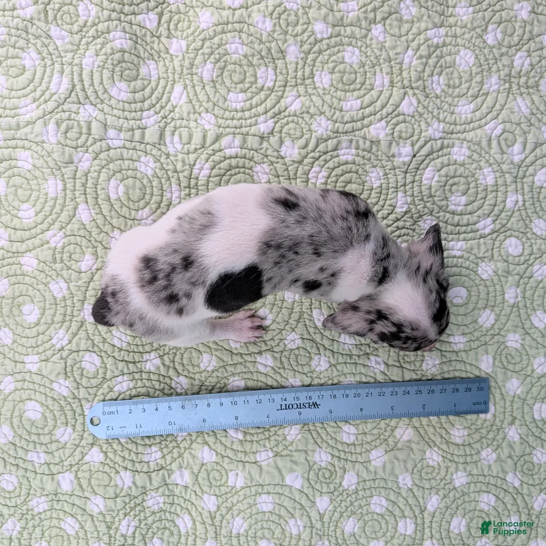 Miniature Dachshund dogs for sale: Terrazzo - Ad 8