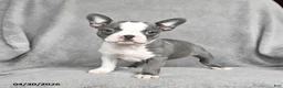 Boston Terrier dogs for sale: Teresa - Ad 1