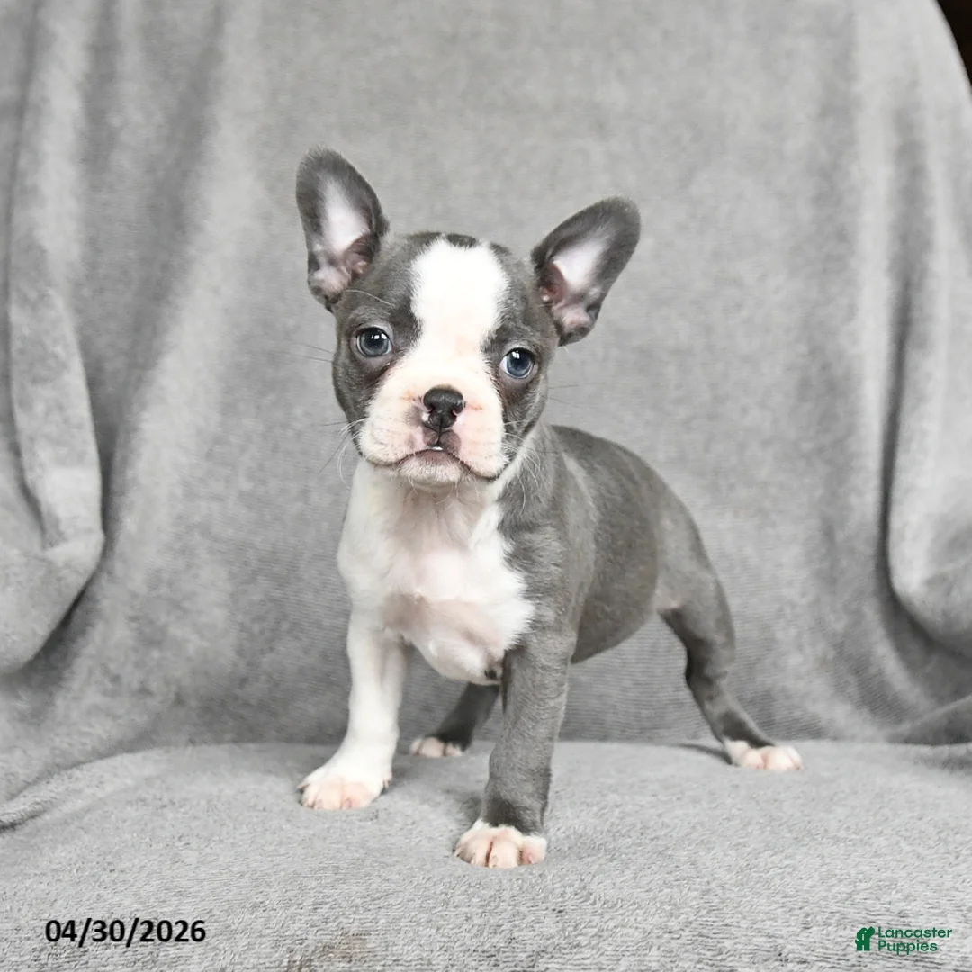 Boston Terrier dogs for sale: Teresa - Ad 1