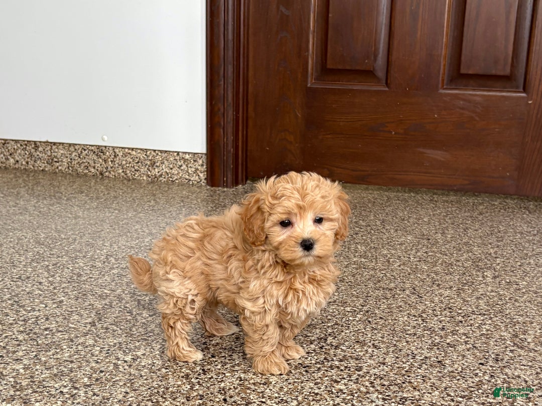 Maltipoo dogs for sale: Tigger  - Ad 12