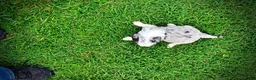 Havapoo dogs for sale: Skye - Ad 8