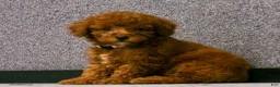 Miniature Poodle dogs for sale: Lily🌸 - Ad 1