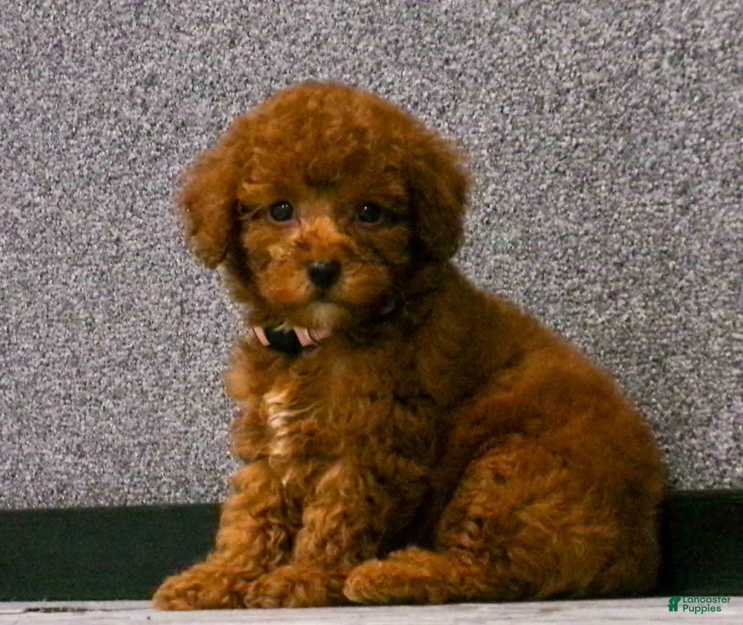 Miniature Poodle dogs for sale: Lily🌸 - Ad 1