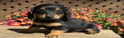 Miniature Dachshund dogs for sale: Taffy - Ad 2