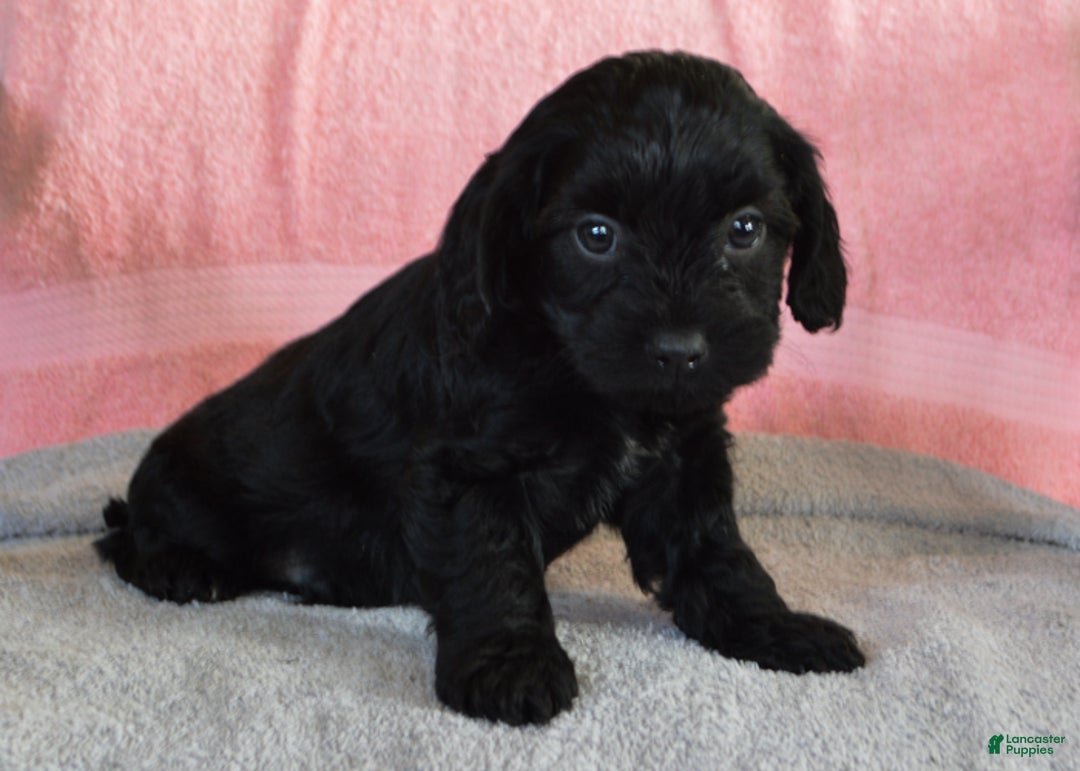 Yorkiepoo dogs for sale: David  - Ad 2