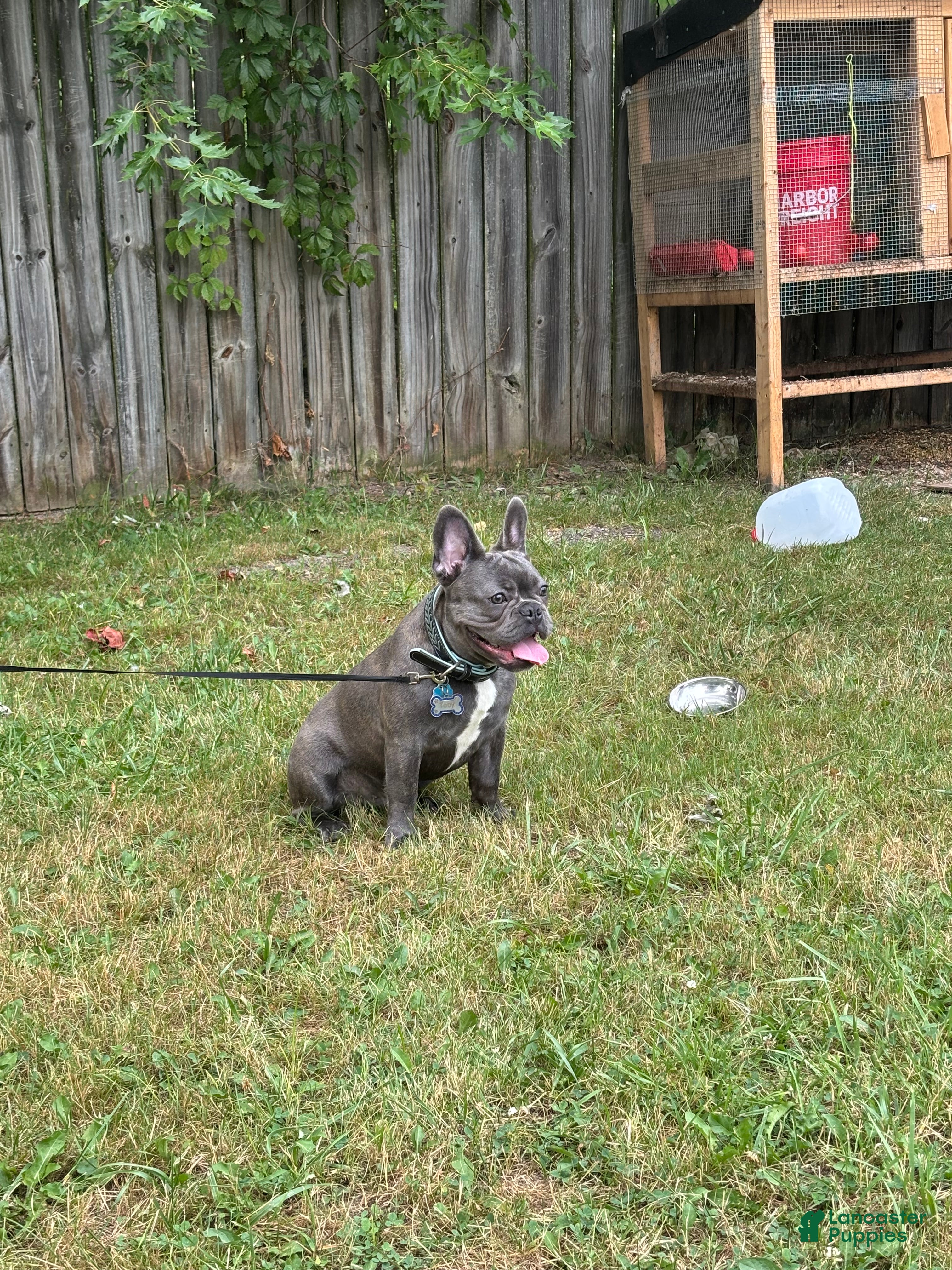 French Bulldog dogs Toby - Ad 31
