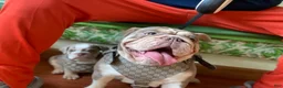 English Bulldog dogs for sale: Delilah - Ad 1