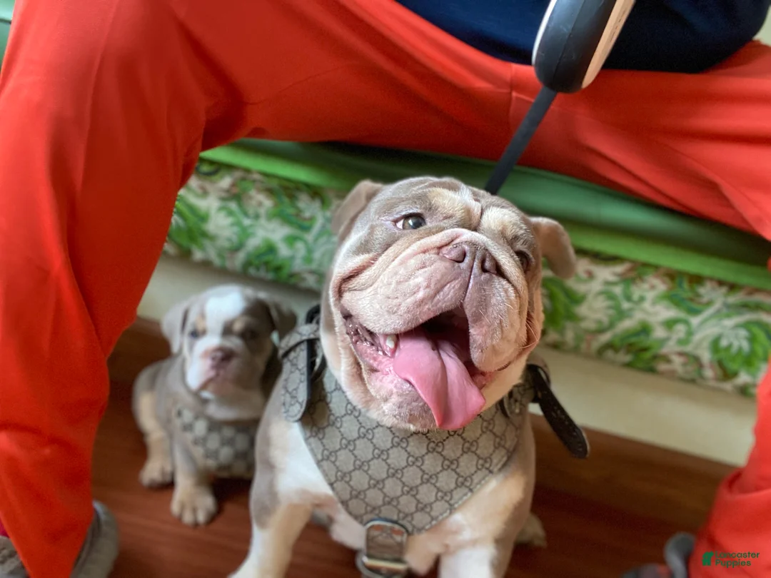 English Bulldog dogs for sale: Delilah - Ad 1
