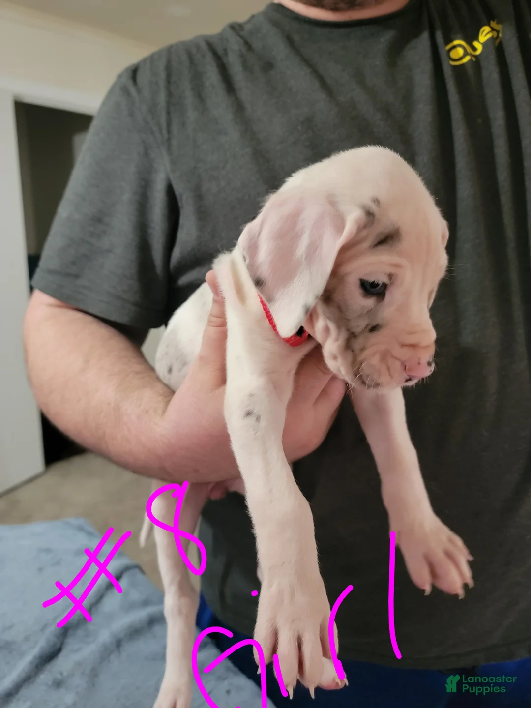 Great Dane dogs for sale: Great Dane Puppy 8 - Ad 1