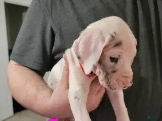 Great Dane dogs Great Dane Puppy 8 - Ad 15