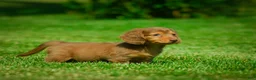 Miniature Dachshund dogs for sale: Ezra - Ad 4