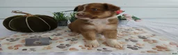 Mixed Breed dogs for sale: Mixed Breed 6 Blue Ivy - Ad 2
