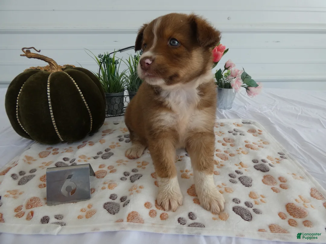 Mixed Breed dogs for sale: Mixed Breed 6 Blue Ivy - Ad 2