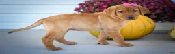 Labrador Retriever dogs for sale: NICKI - Ad 18