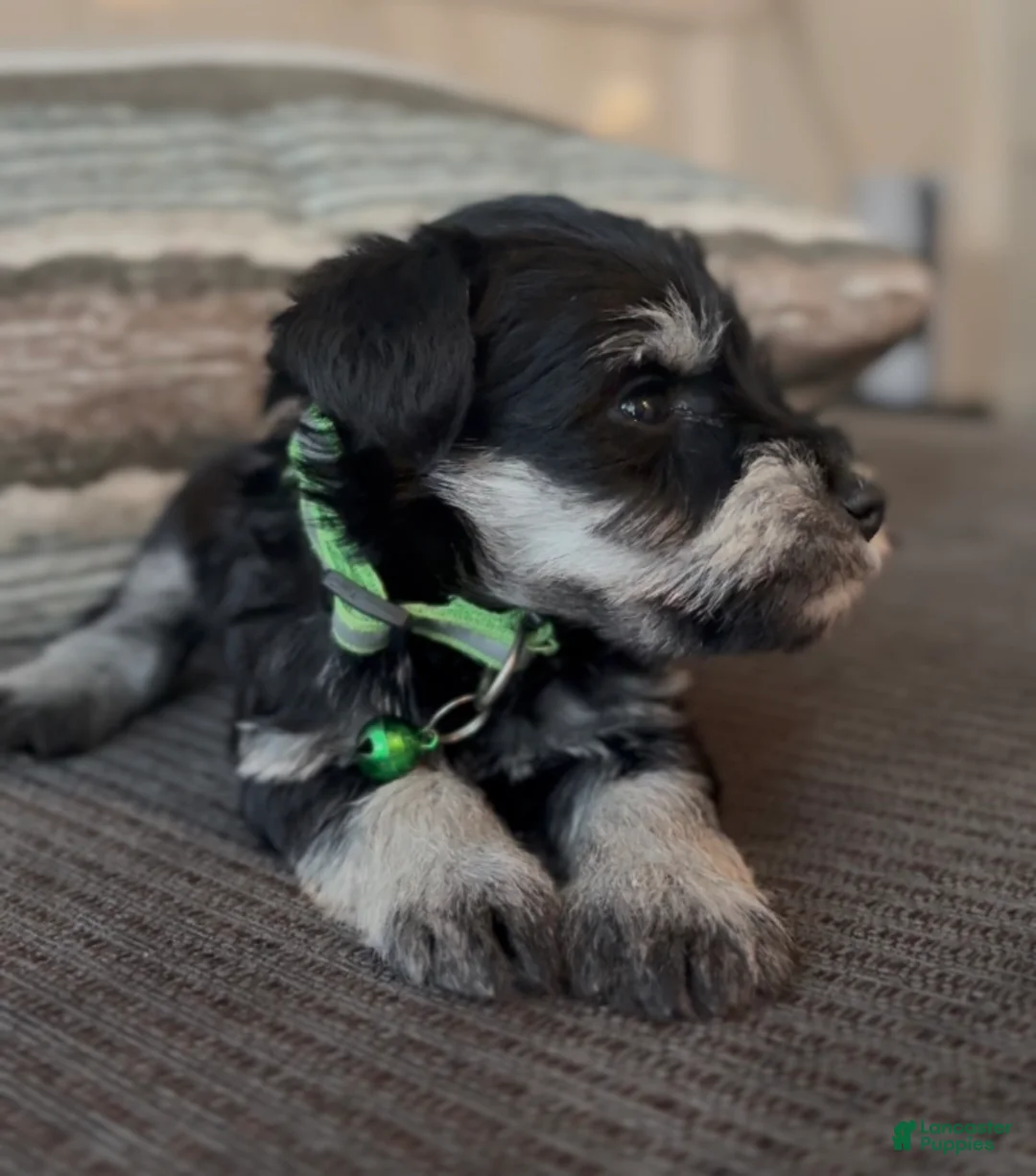 Miniature Schnauzer dogs for sale: Miniature Schnauzer Puppy 2 - Ad 2