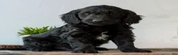 Mini Goldendoodle dogs for sale: Bentley  - Ad 2