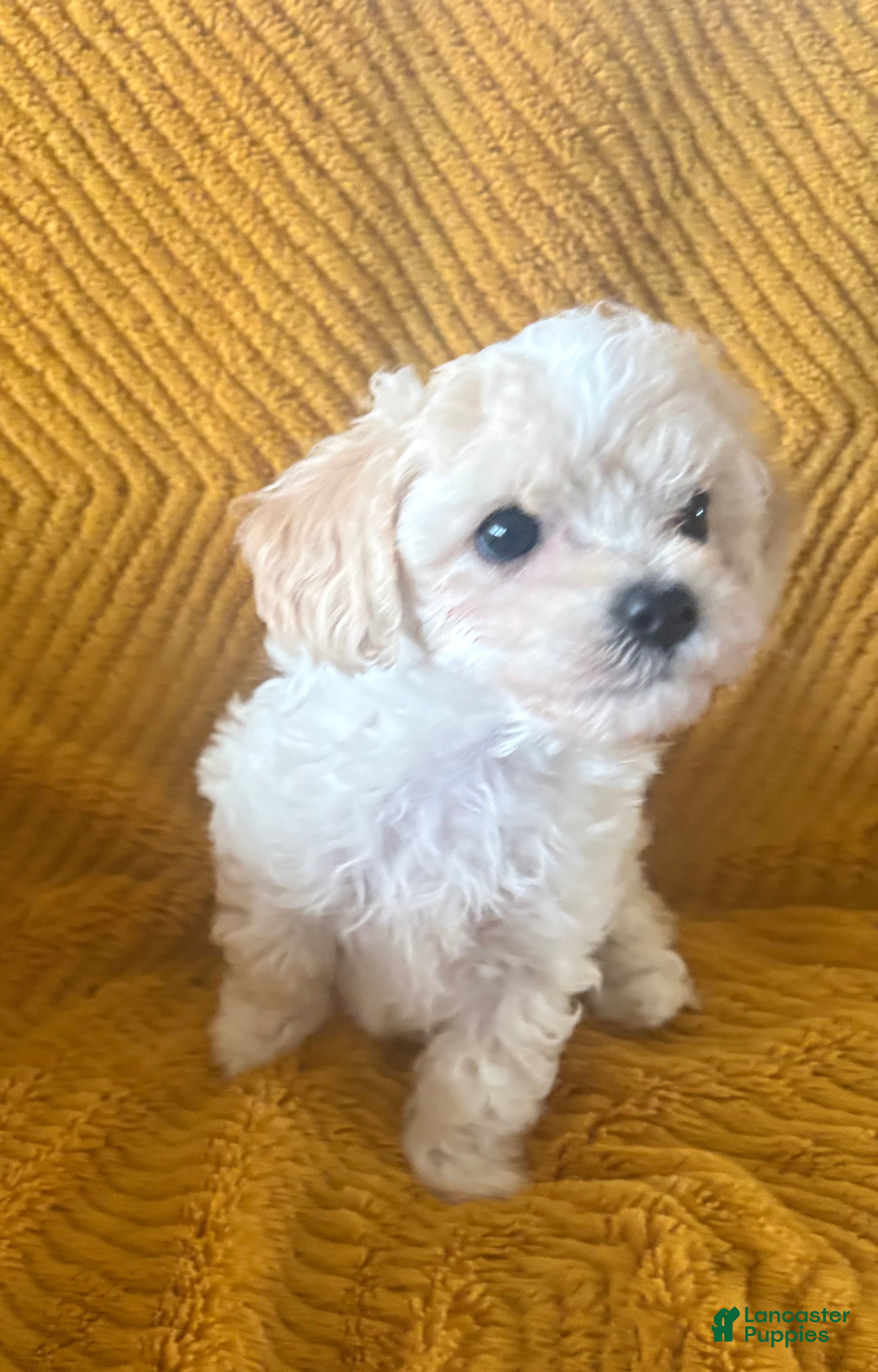 Maltipoo dogs Mochi - Ad 2