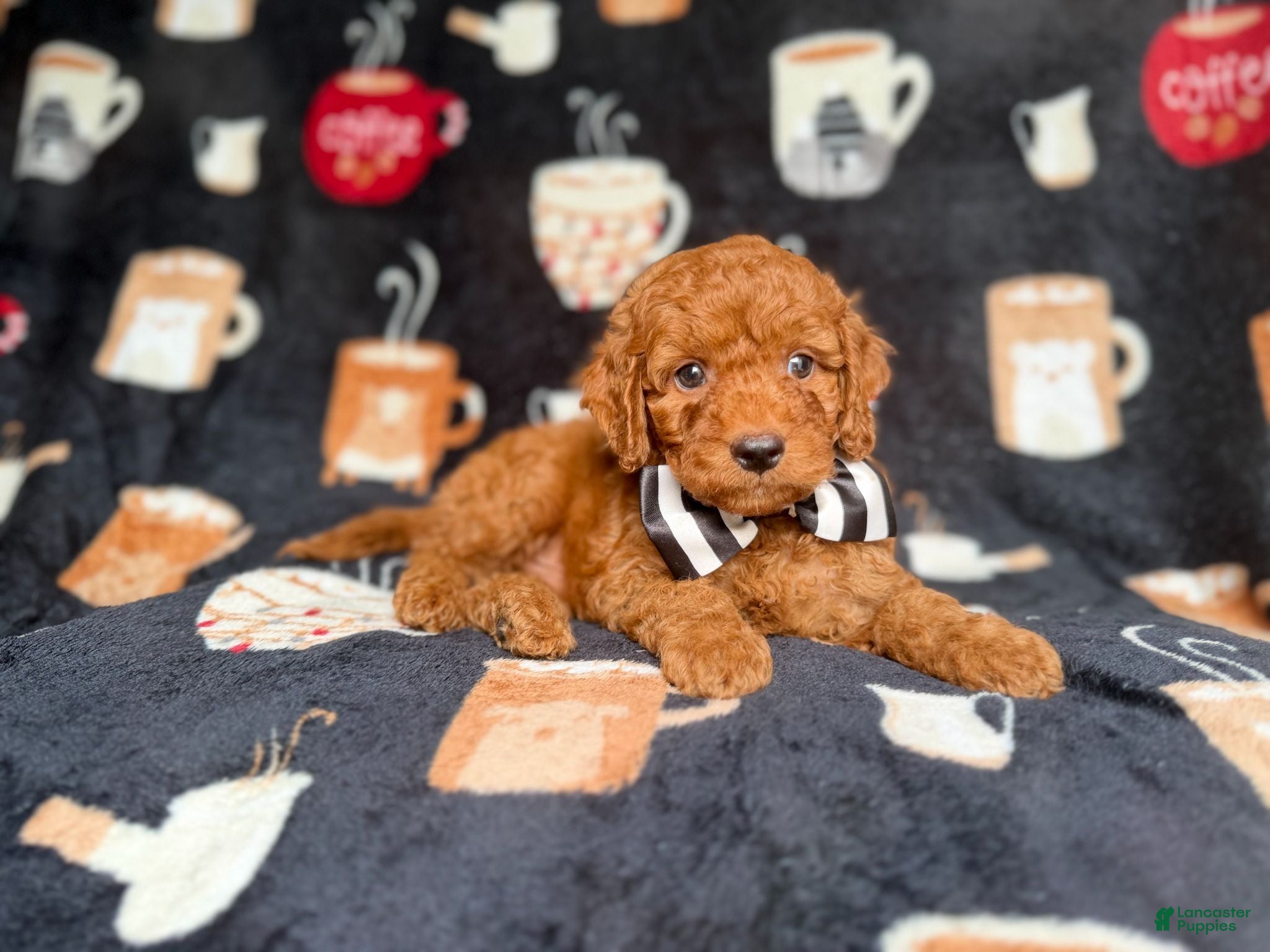 Cockapoo dogs Maverick - Ad 13