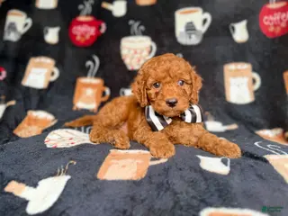 Cockapoo dogs Maverick - Ad 13