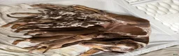 Catahoula Leopard Dog dogs for sale: Carrie - Ad 12