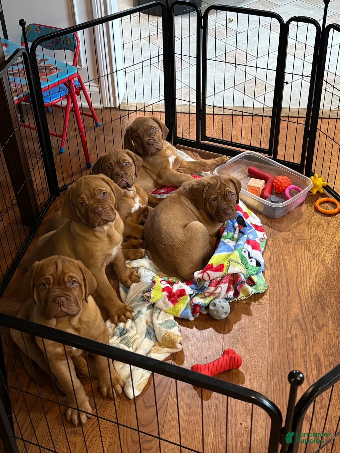 Dogue De Bordeaux dogs for sale: Dogue De Bordeaux Puppy 5 - Ad 9