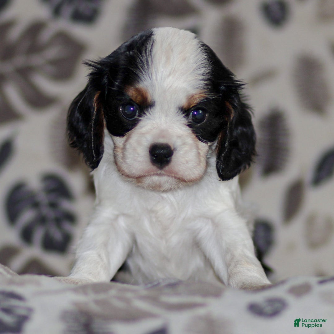 Cavalier King Charles Spaniel dogs for sale: Myles - Ad 2
