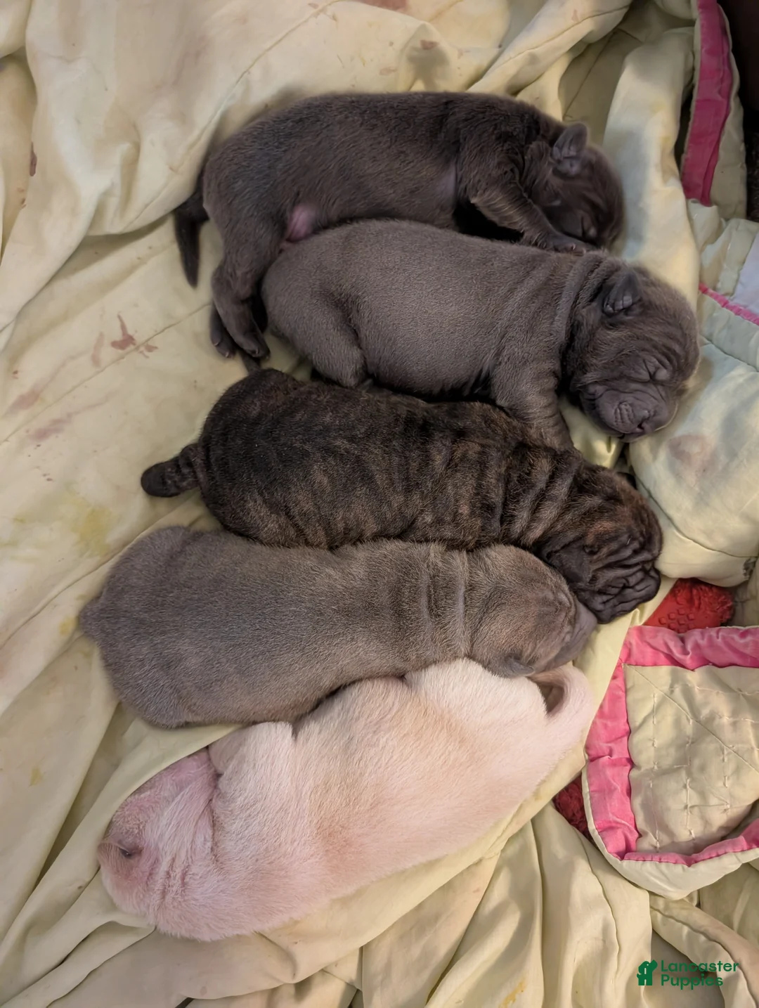 Mixed Breed dogs for sale:  Puppy 1 - Ad 2