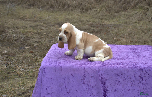 Basset Hound dogs Suuny - Ad 8